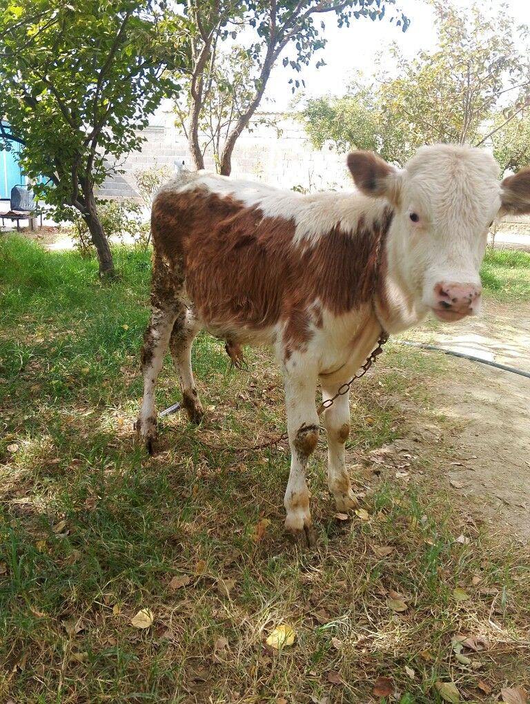 şwes okuz simetal Okuz - Бахарден - img 5