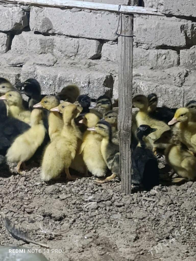 Gak gak juje ordek - Sakarçäge - img 5