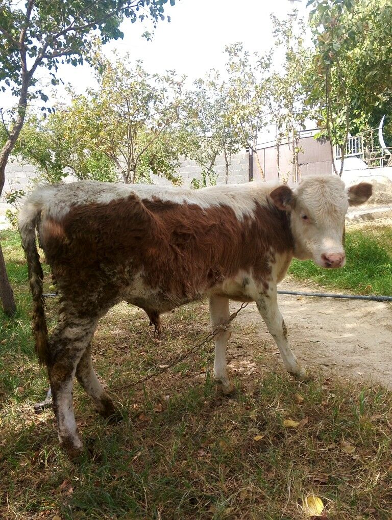 şwes okuz simetal Okuz - Бахарден - img 4