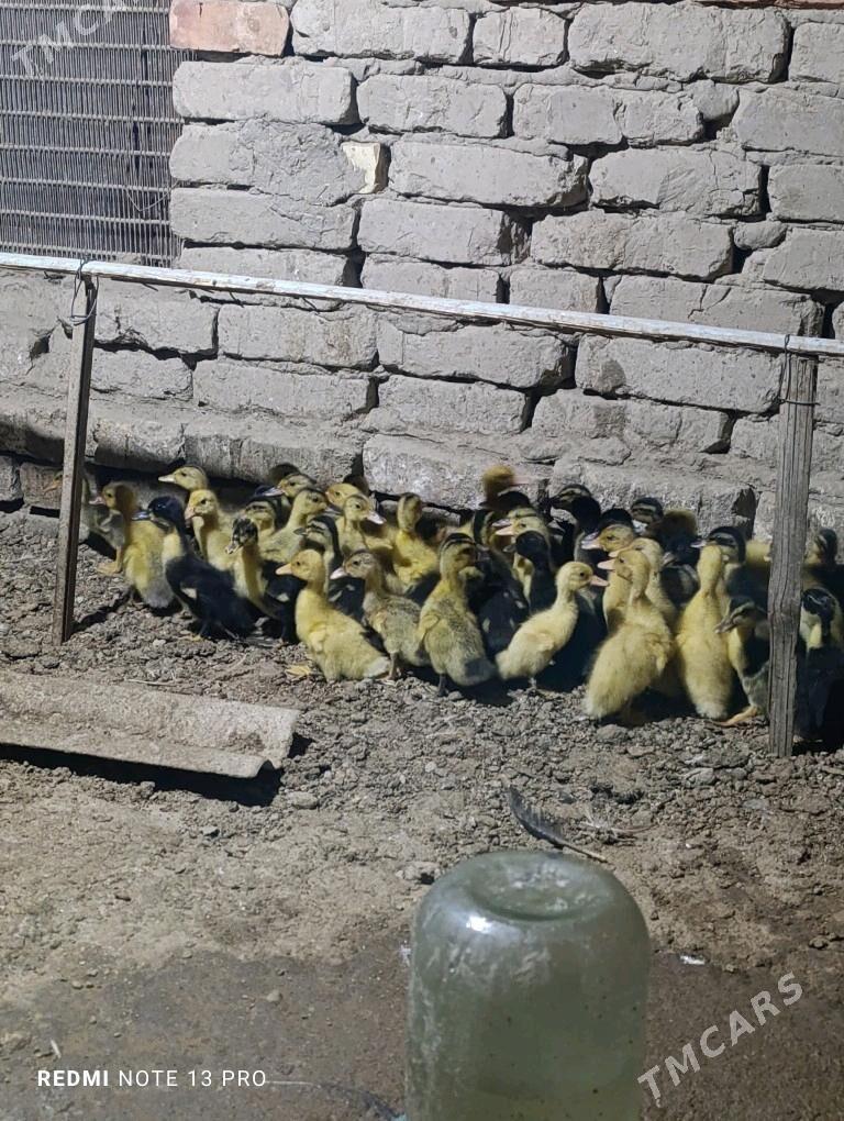 Gak gak juje ordek - Sakarçäge - img 6