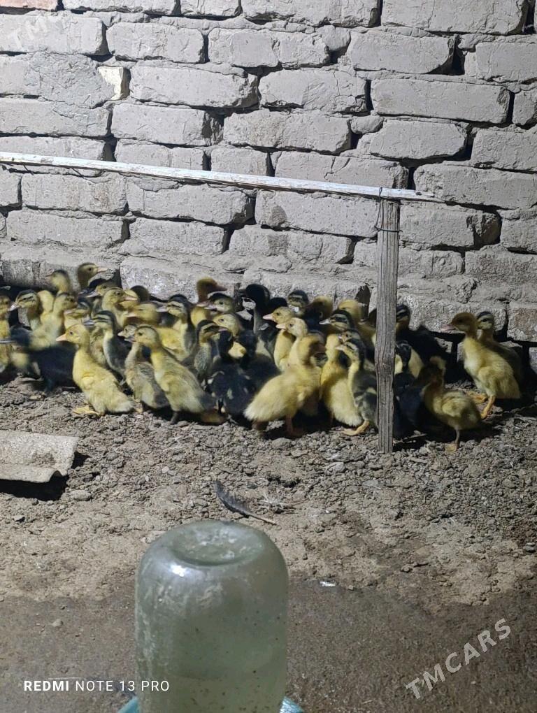 Gak gak juje ordek - Sakarçäge - img 4