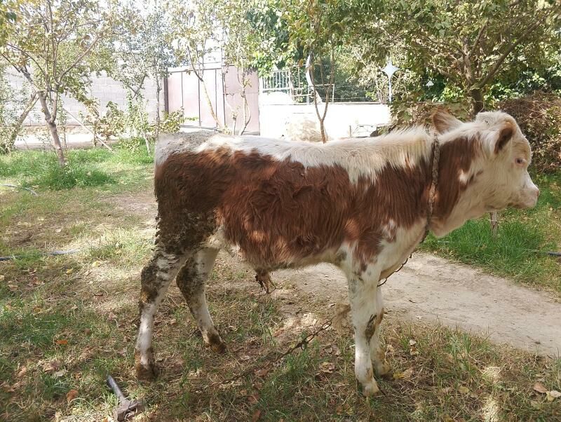 şwes okuz simetal Okuz - Бахарден - img 6