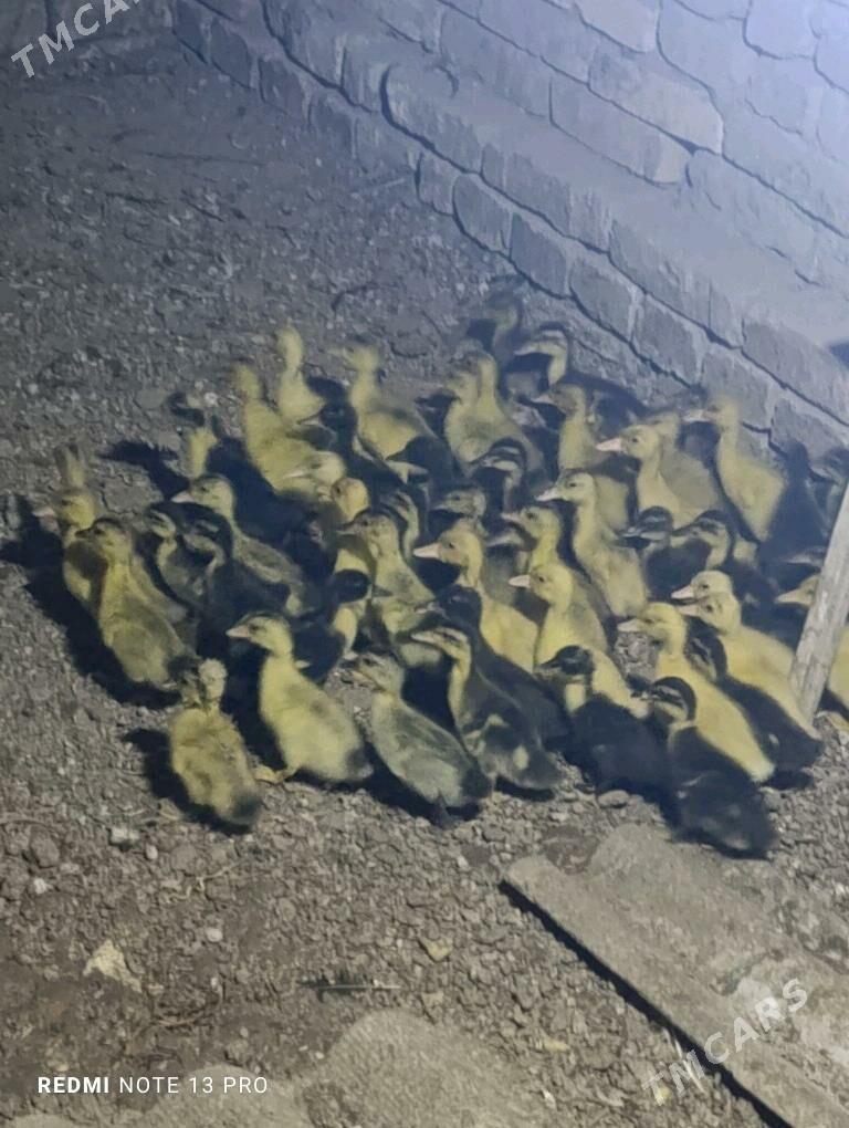 Gak gak juje ordek - Sakarçäge - img 1