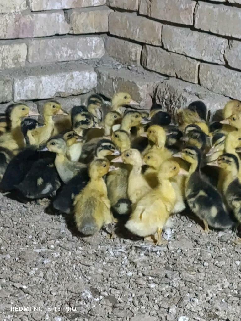 Gak gak juje ordek - Sakarçäge - img 3