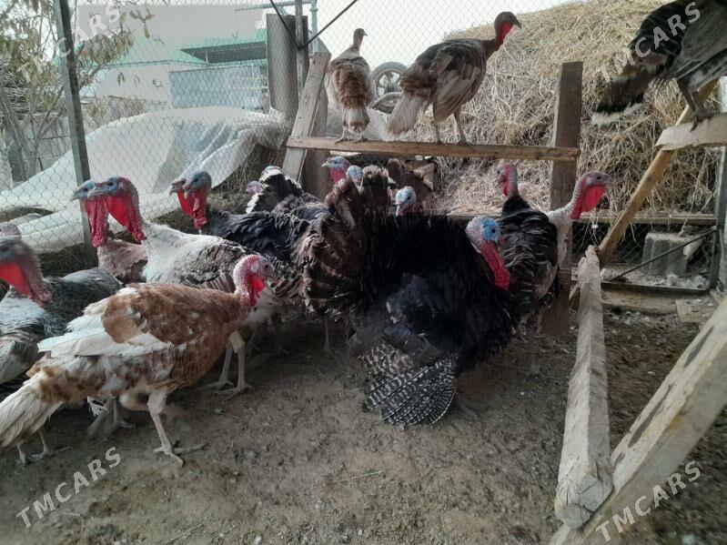 IndukInduk - Gökdepe - img 4