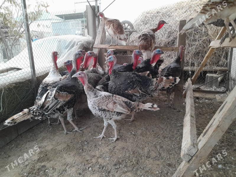 IndukInduk - Gökdepe - img 3