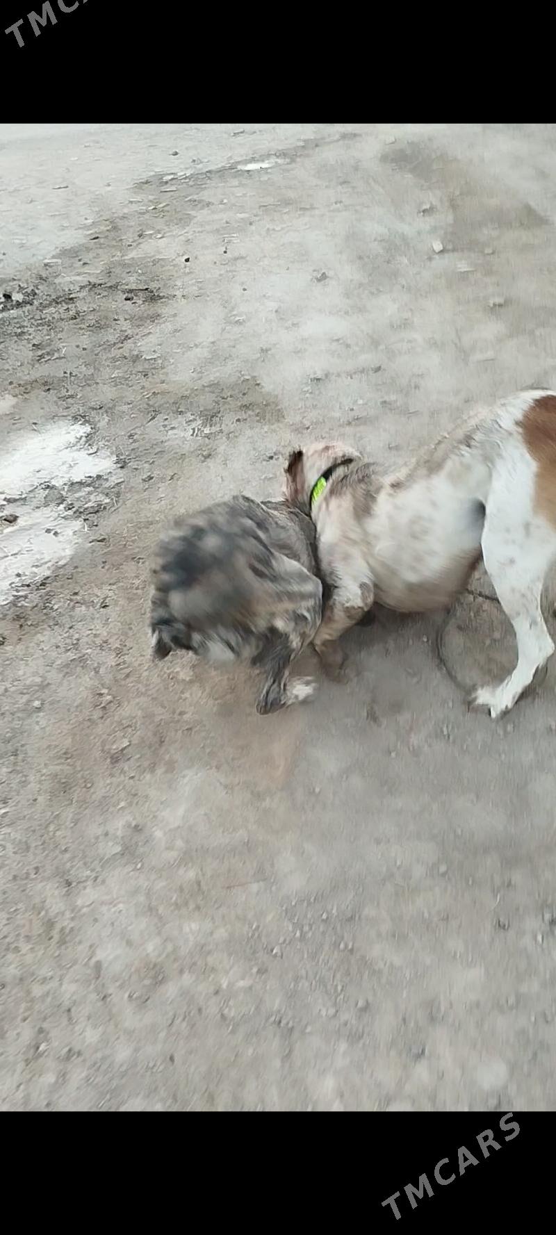 Алабай - Farap - img 2