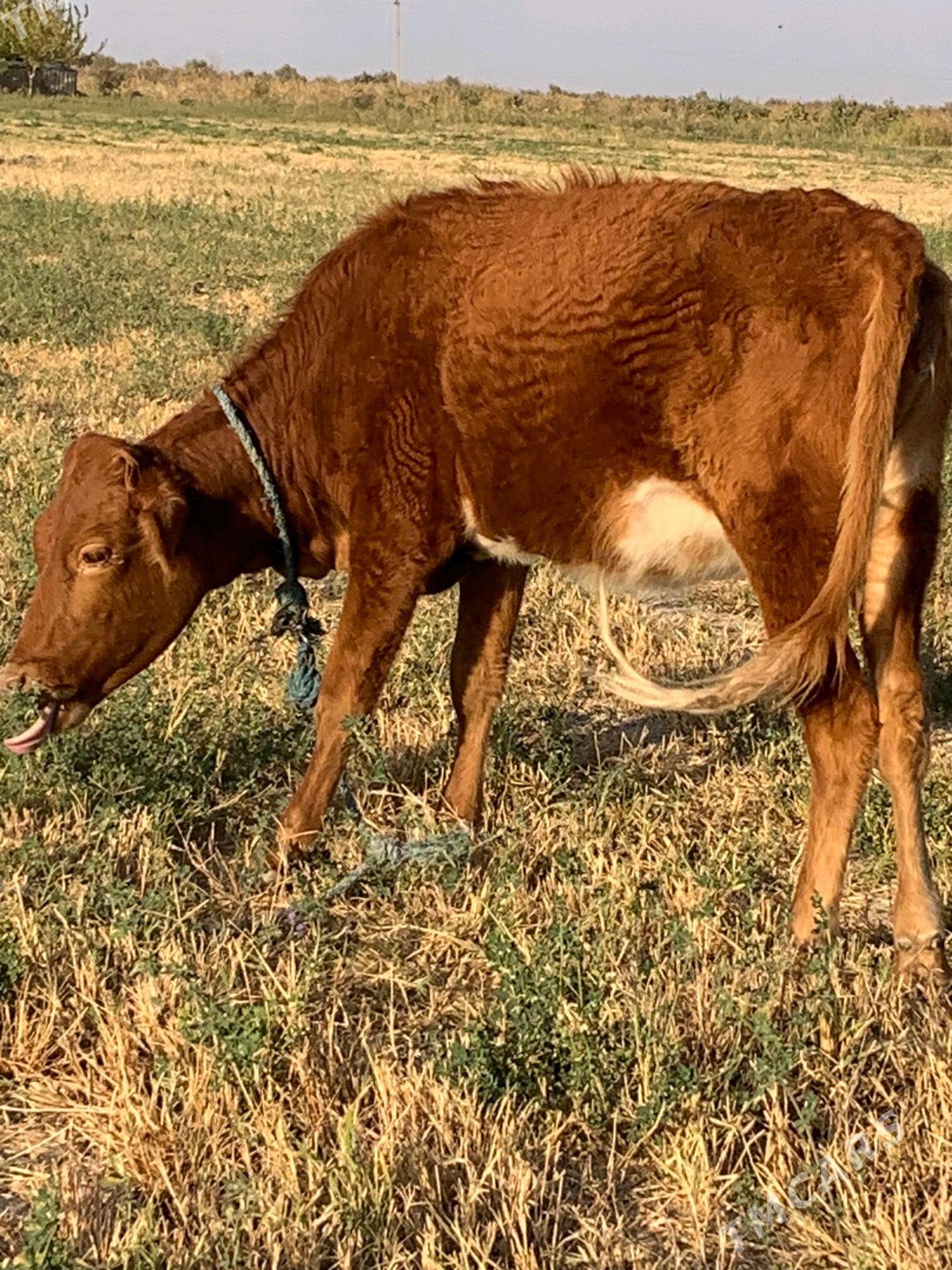 tuwe - Ýaşlyk - img 1