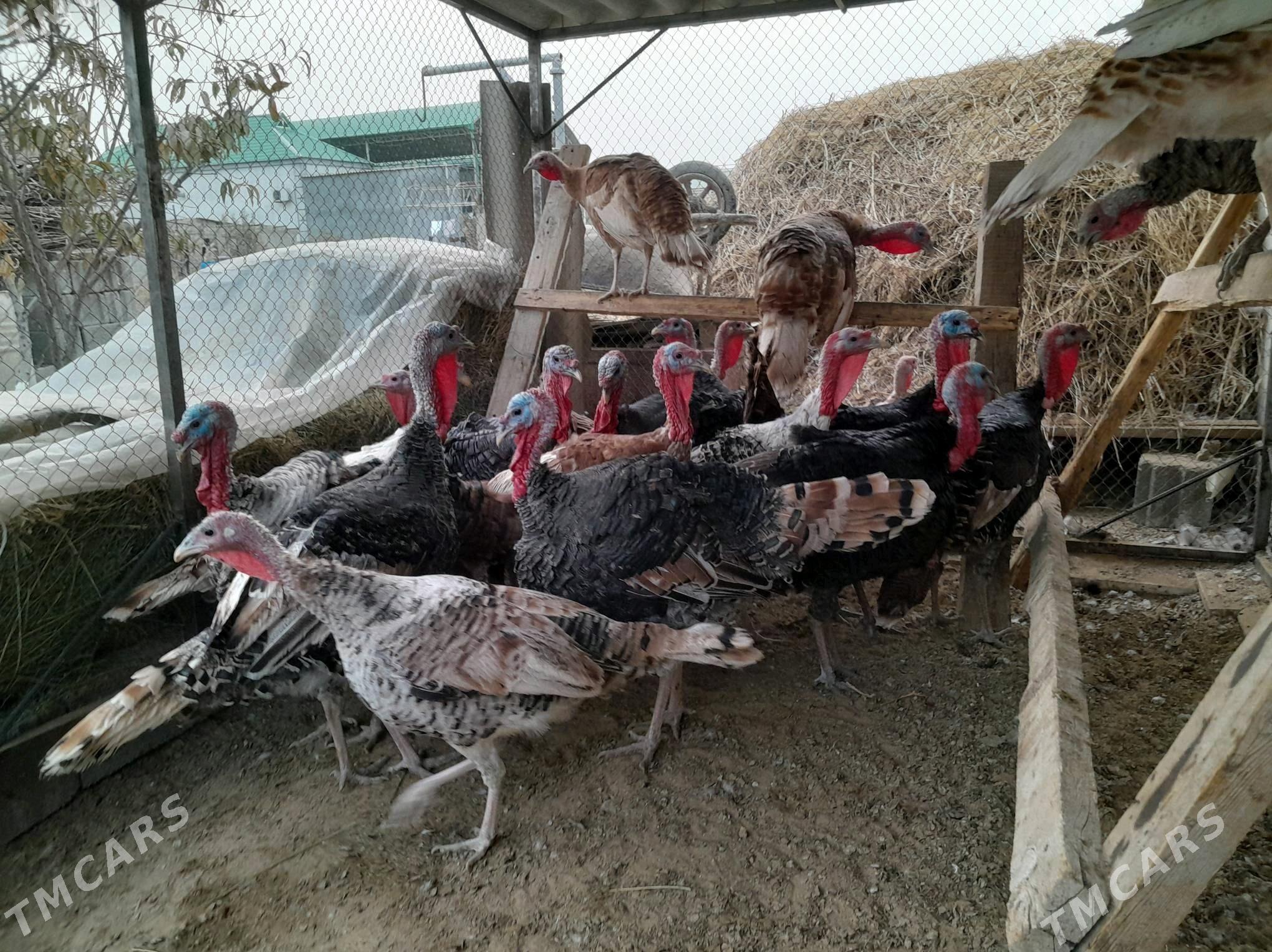 IndukInduk - Gökdepe - img 2