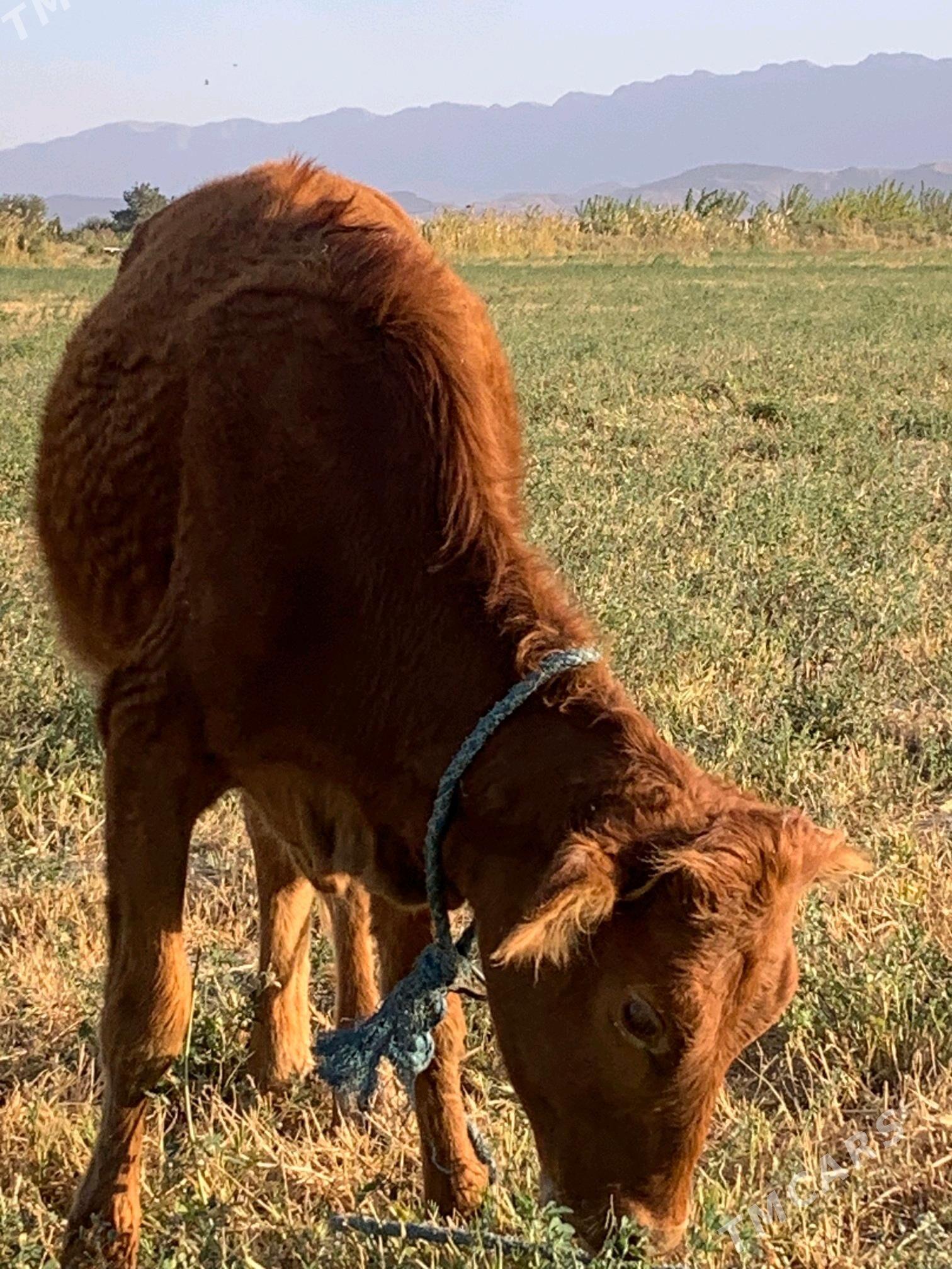 tuwe - Ýaşlyk - img 2