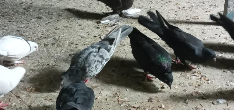 kepderi. - Кëши - img 5