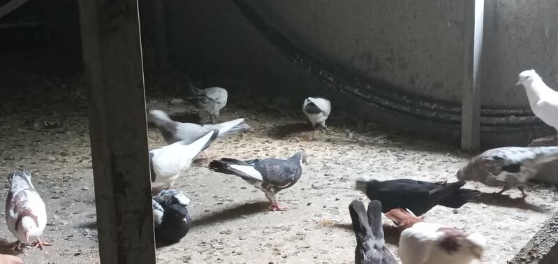 kepderi. - Кëши - img 7