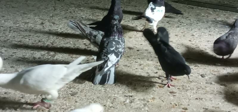 kepderi. - Кëши - img 8