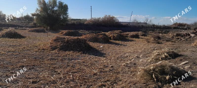 Boy jowen - етр. Туркменбаши - img 2