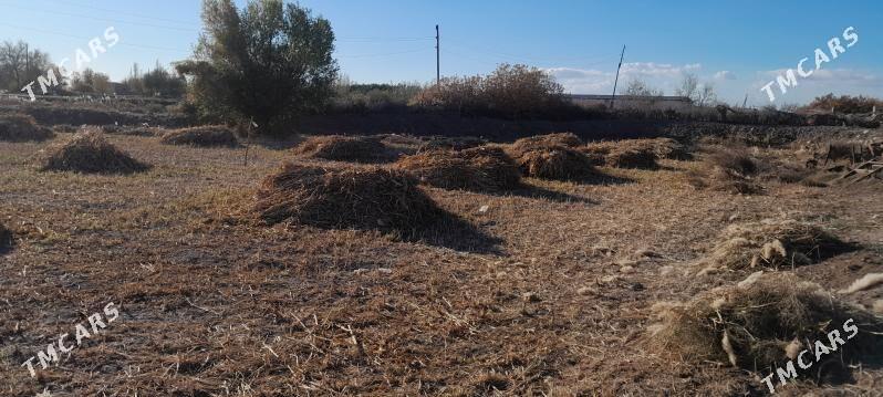 Boy jowen - етр. Туркменбаши - img 3