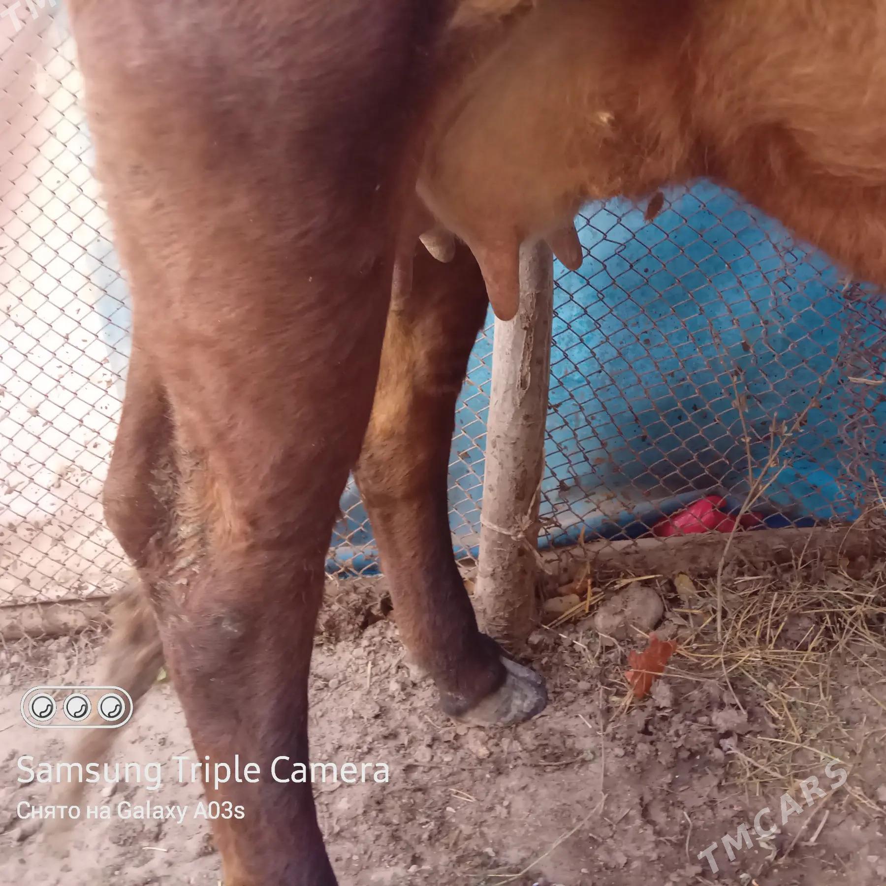 Goleli sygyr - Ак-Бугдайский этрап - img 4