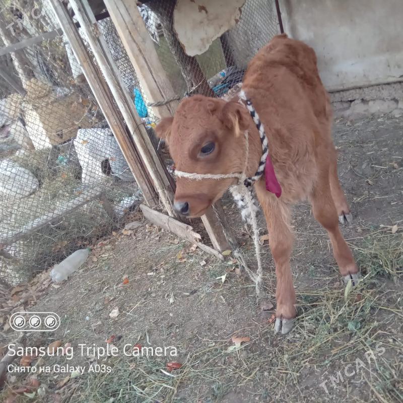 Goleli sygyr - Ак-Бугдайский этрап - img 6