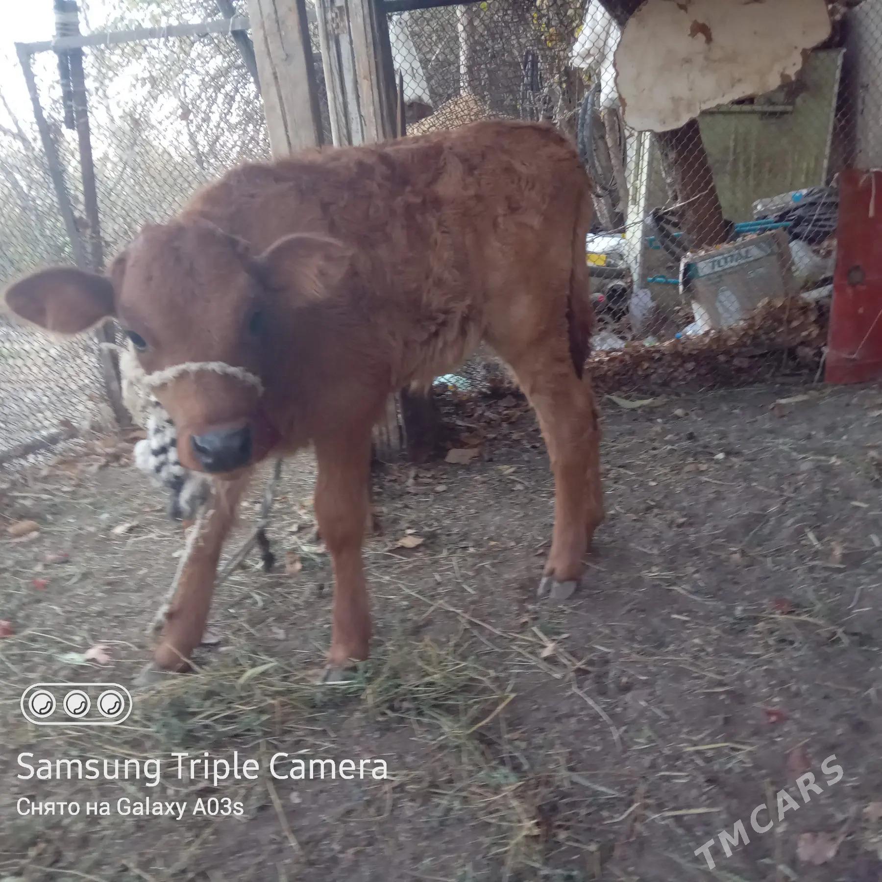 Goleli sygyr - Ак-Бугдайский этрап - img 5