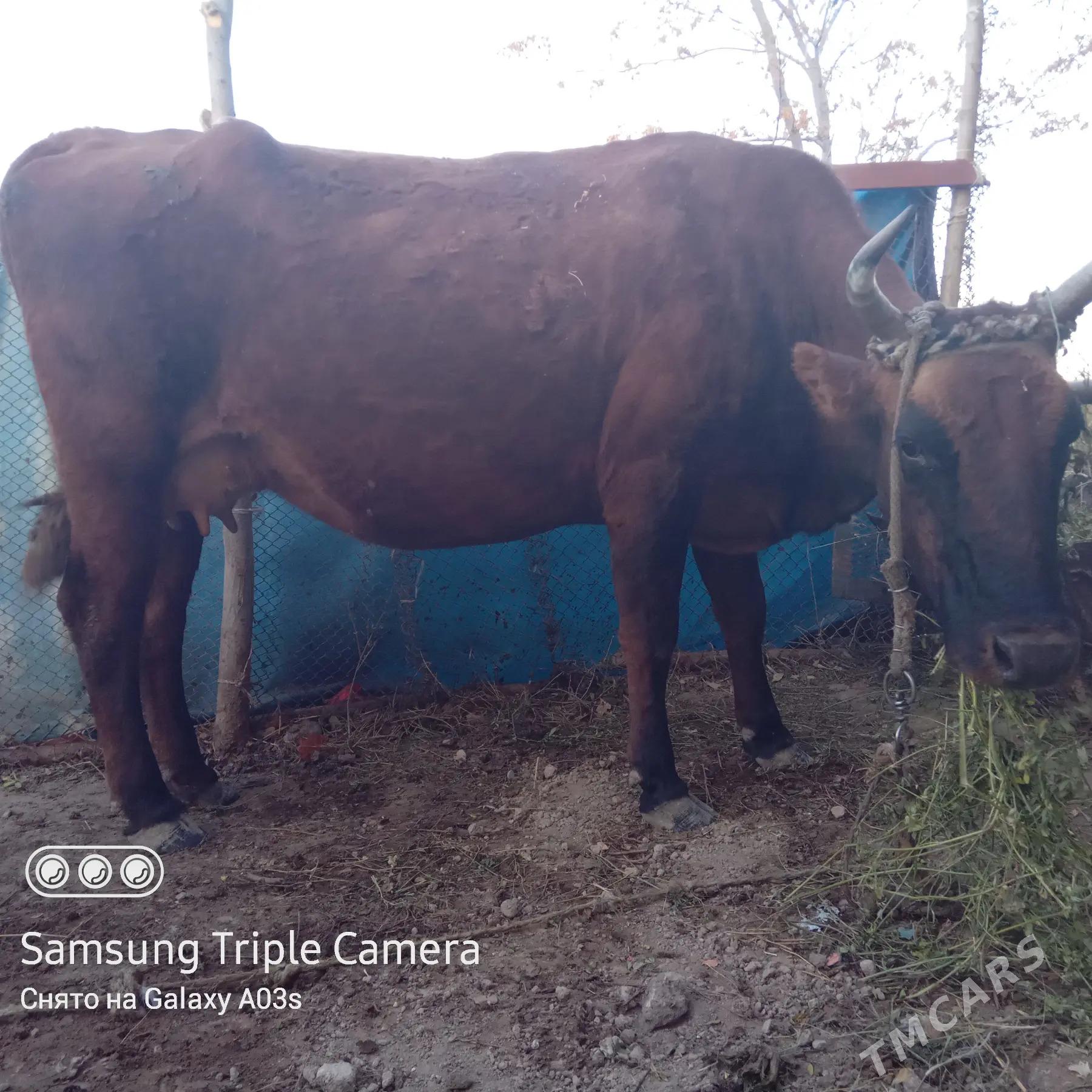 Goleli sygyr - Ак-Бугдайский этрап - img 3