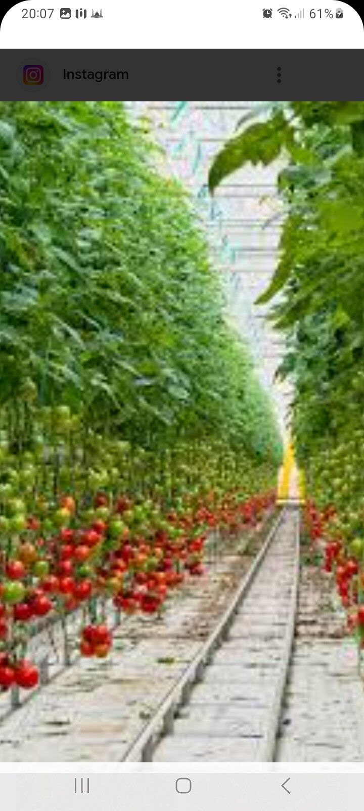 Parnik işgär gerek - Ашхабад - img 2