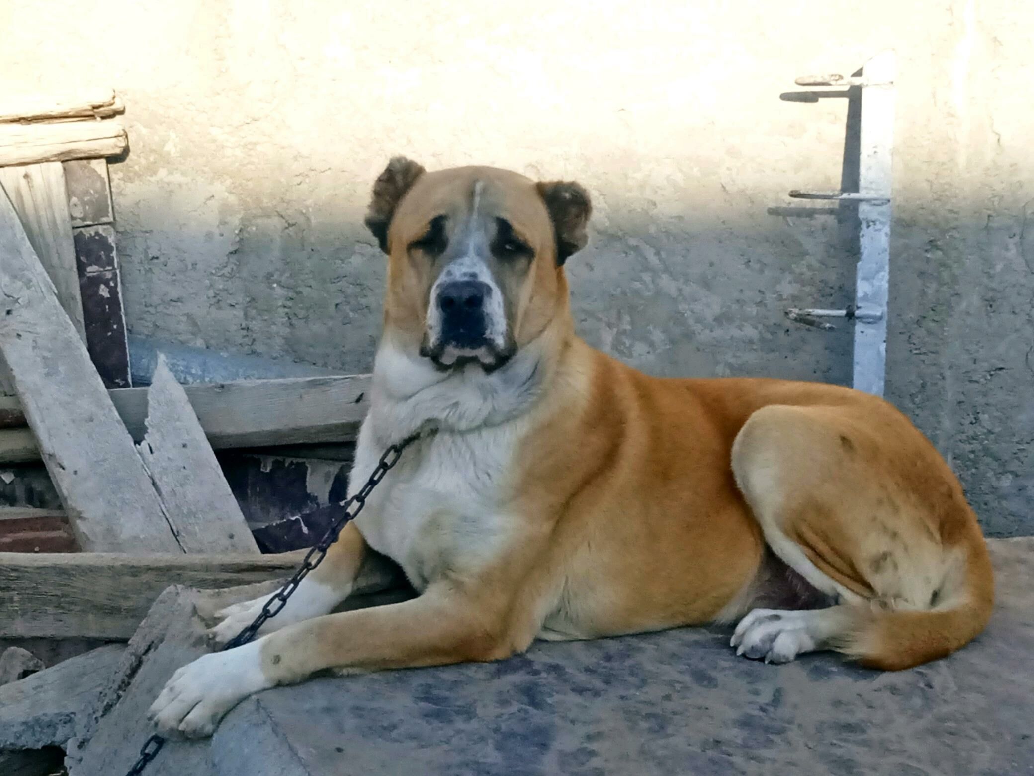 Alabay turkmen gujigi - Балканабат - img 5