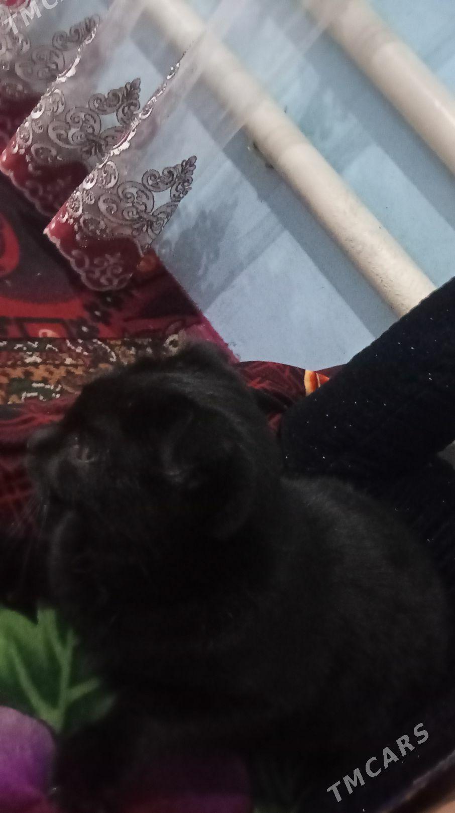 pisik - Дянев - img 2