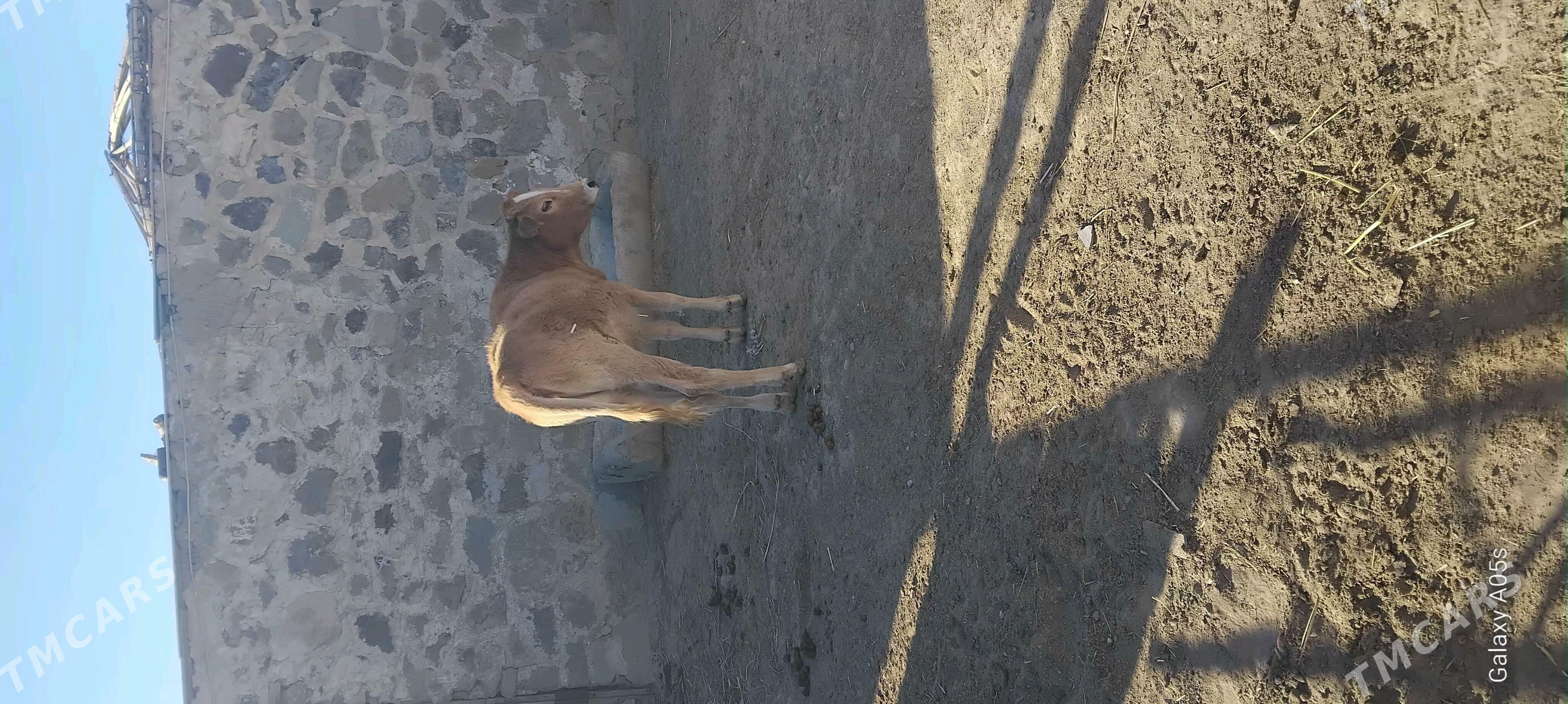 sygyr - Берекет - img 2