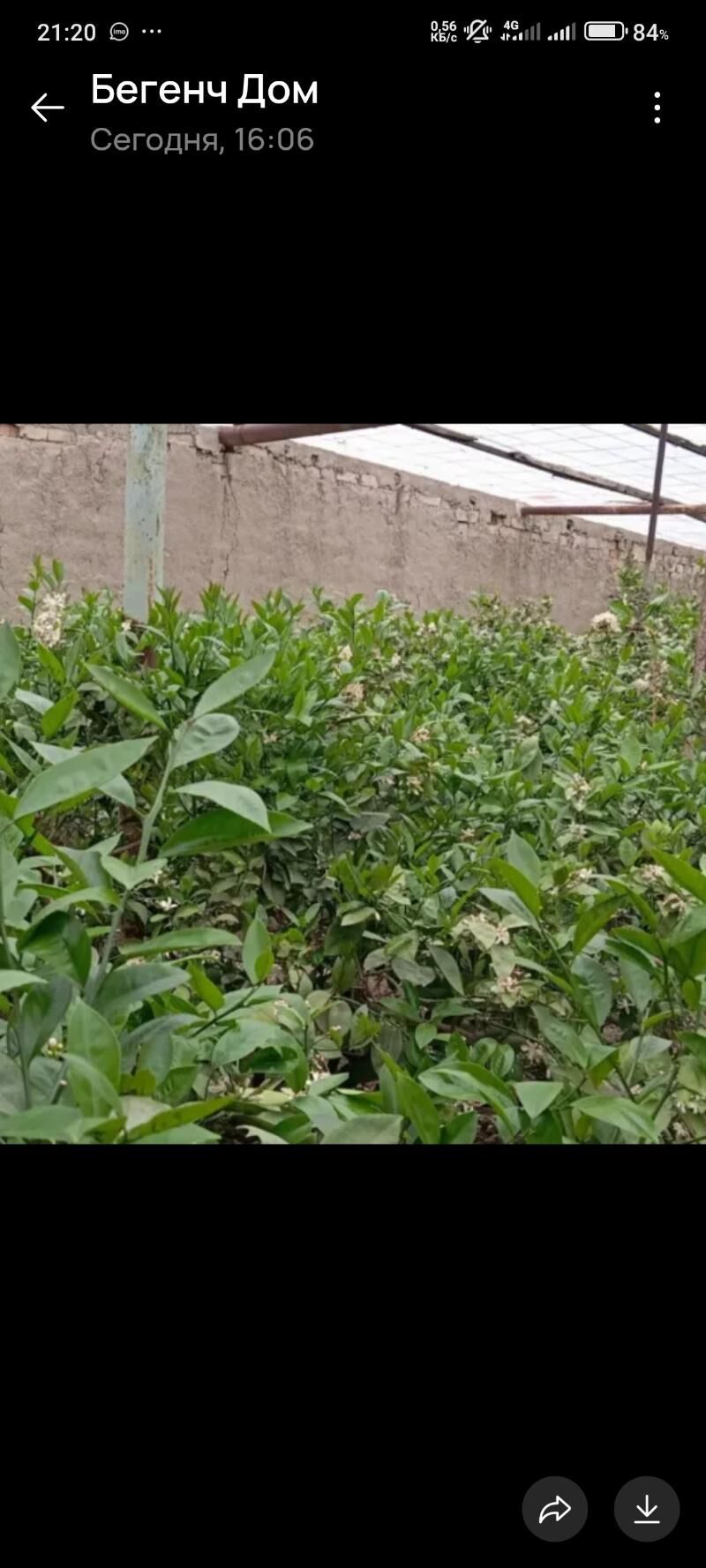 Geok tepe - Gökdepe - img 1