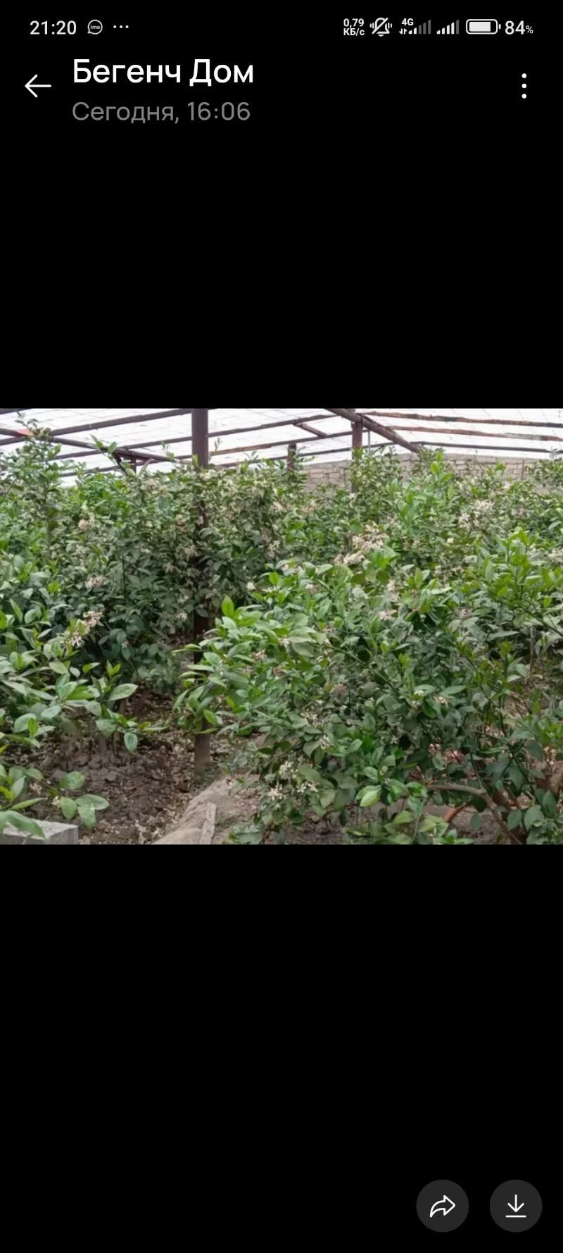 Geok tepe - Gökdepe - img 3