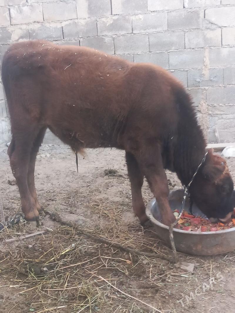 Göle - Gökdepe - img 2