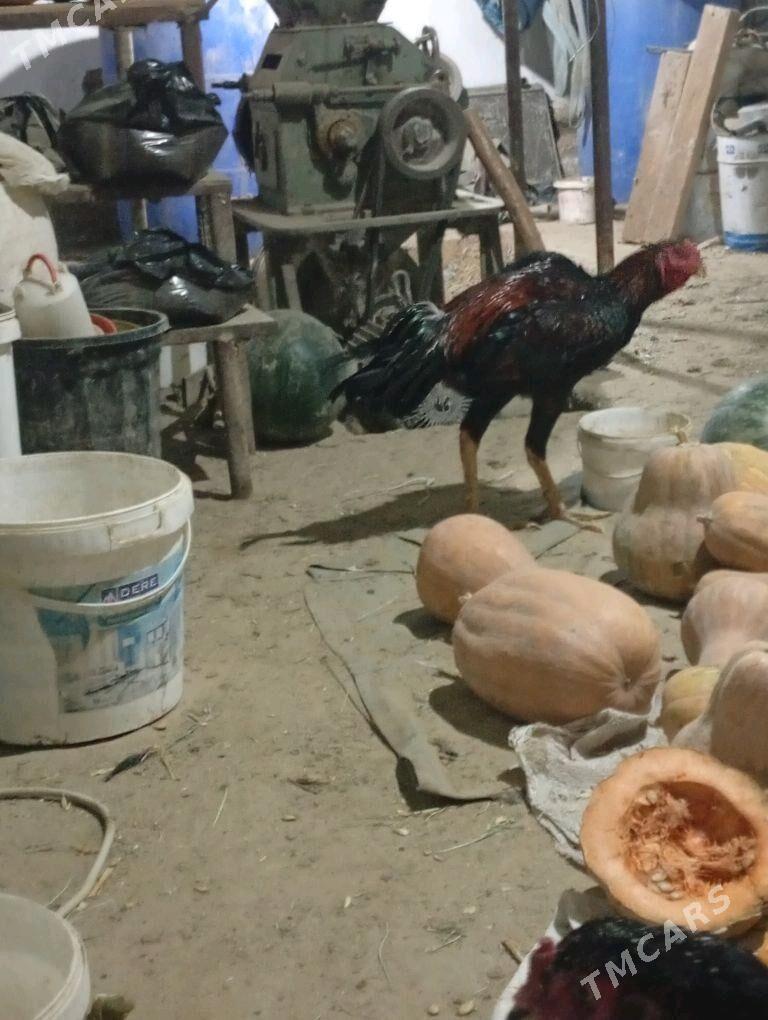 Özbek Jüýje - Sakarçäge - img 2