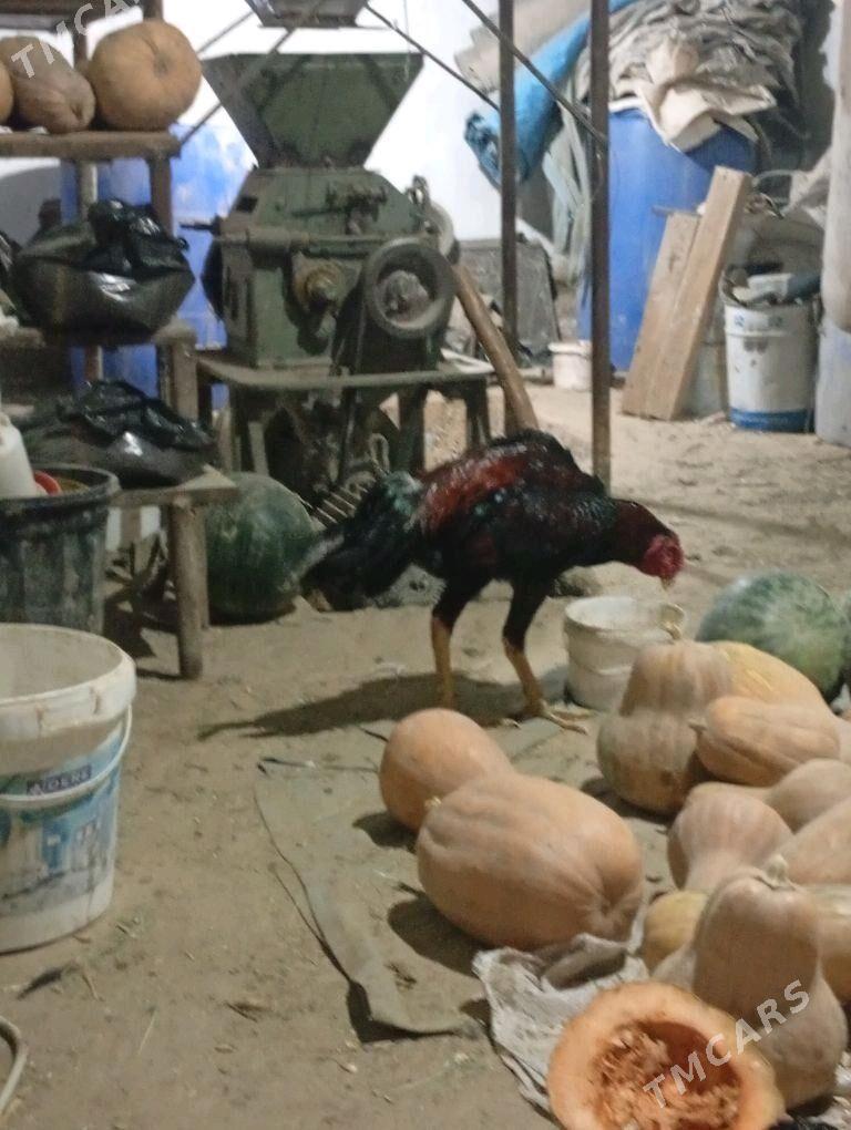 Özbek Jüýje - Sakarçäge - img 3