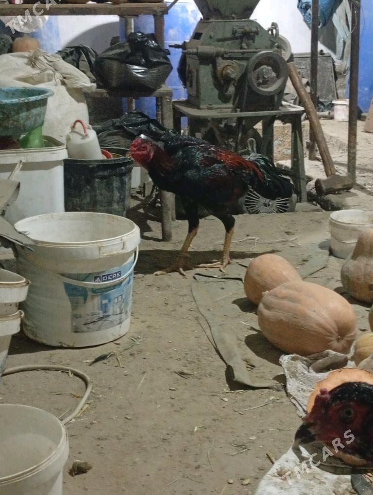 Özbek Jüýje - Sakarçäge - img 5