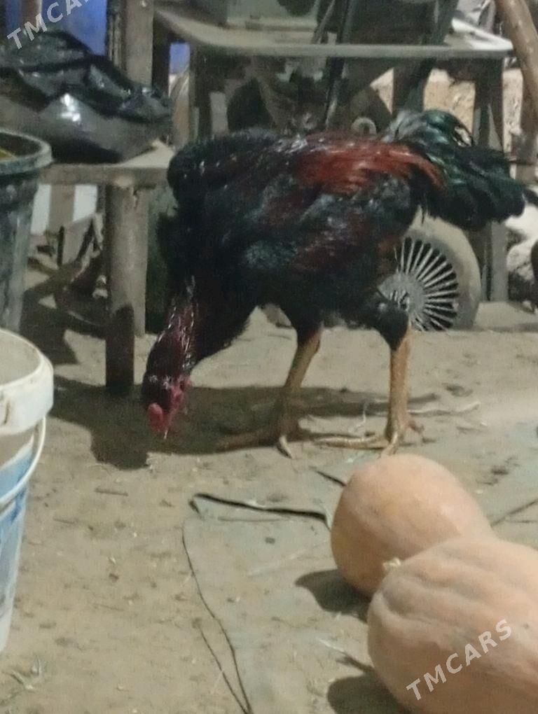 Özbek Jüýje - Sakarçäge - img 4