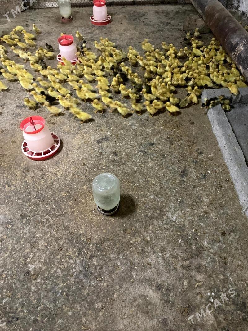 ordek juyje gak gak - Gökdepe - img 5