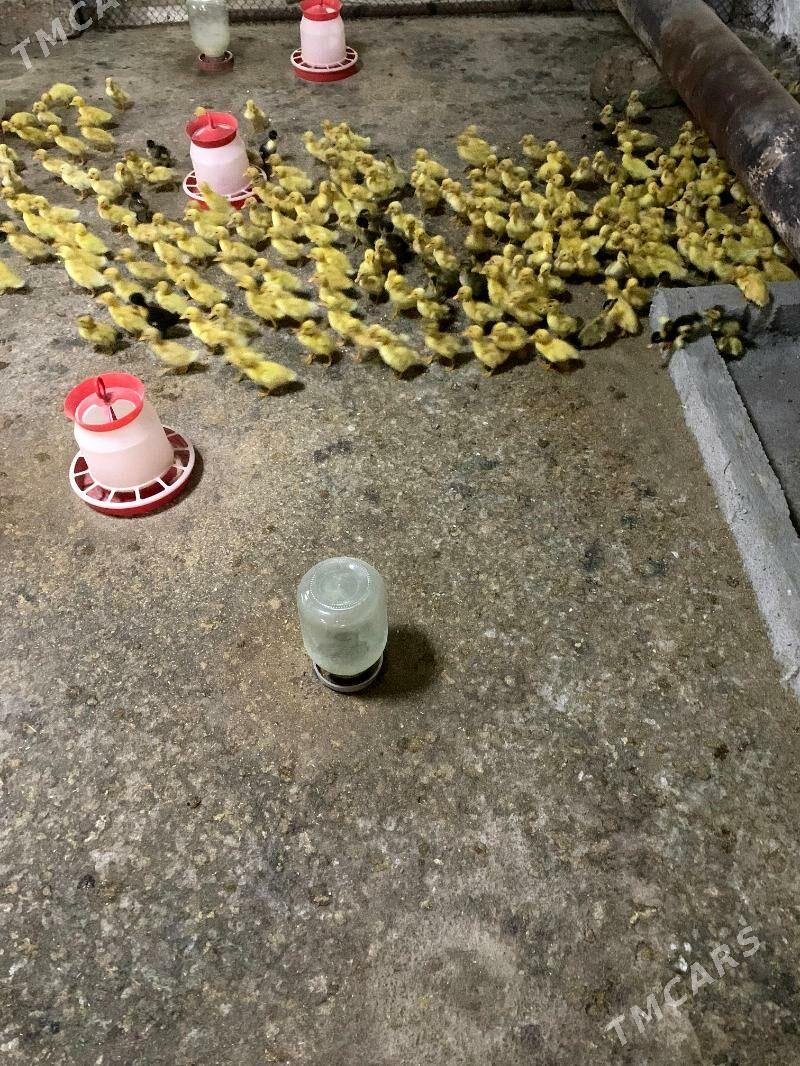 ordek juyje gak gak - Gökdepe - img 4