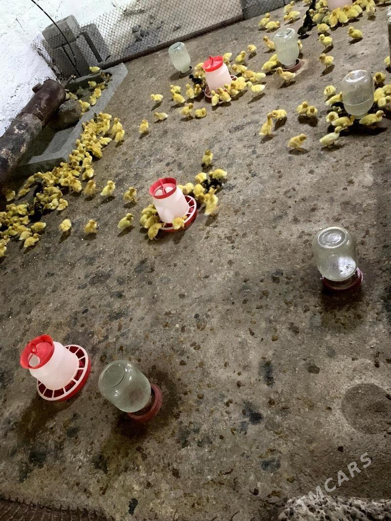 ordek juyje gak gak - Gökdepe - img 3