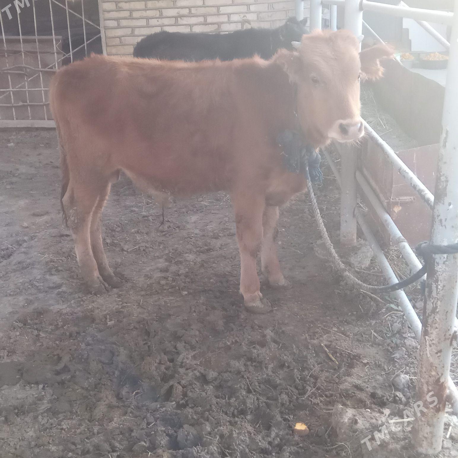 окиз 1 яш - Wekilbazar - img 2