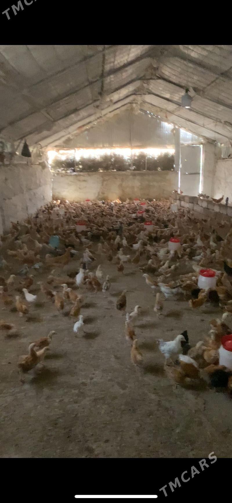 turkmen towuk juyje - Гёкдепе - img 3