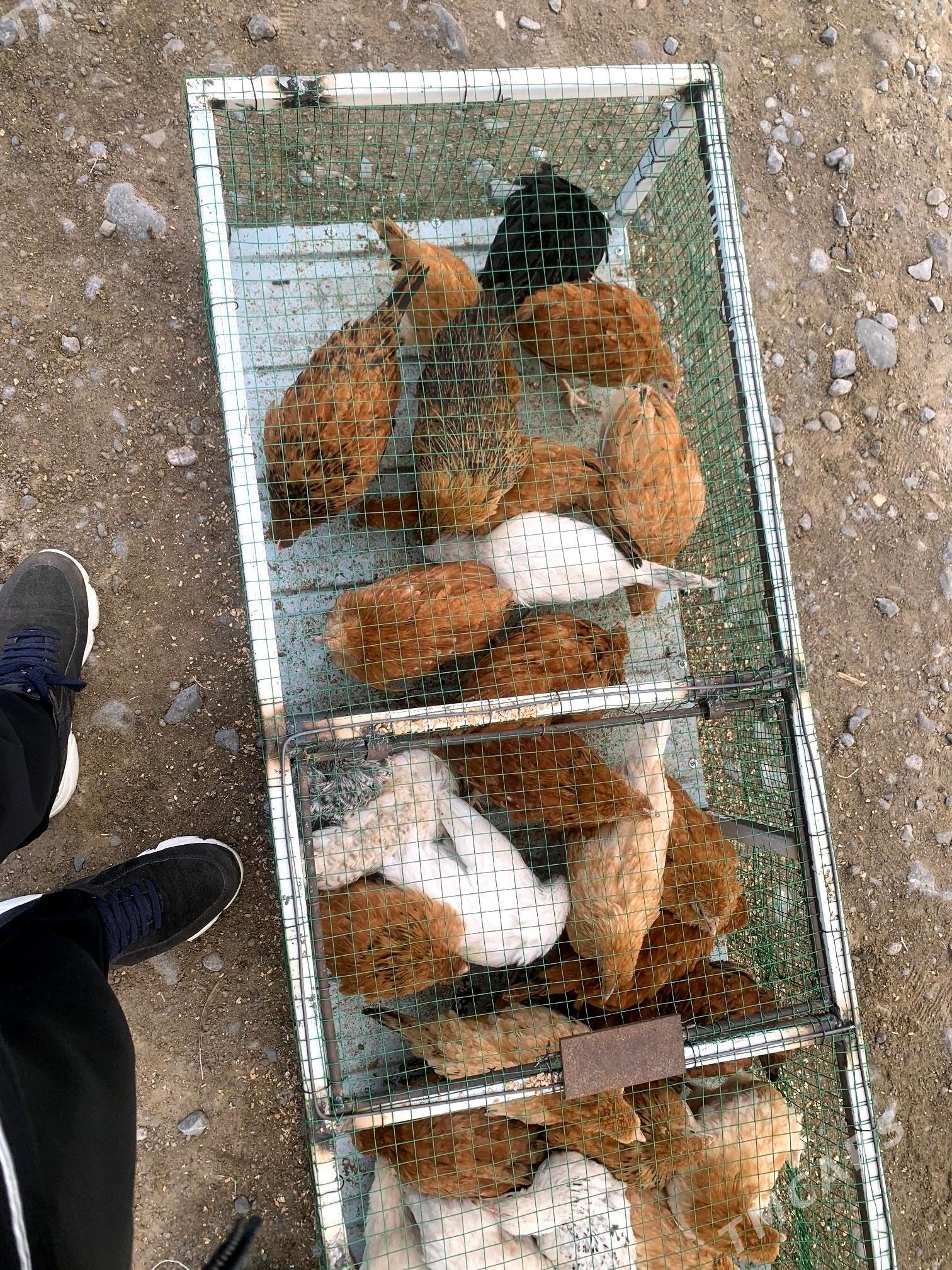 turkmen towuk juyje - Гёкдепе - img 2