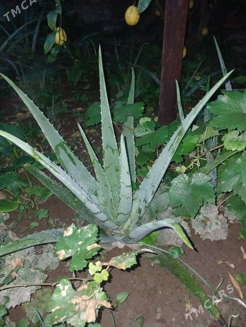 Алоэ - Daşoguz - img 4