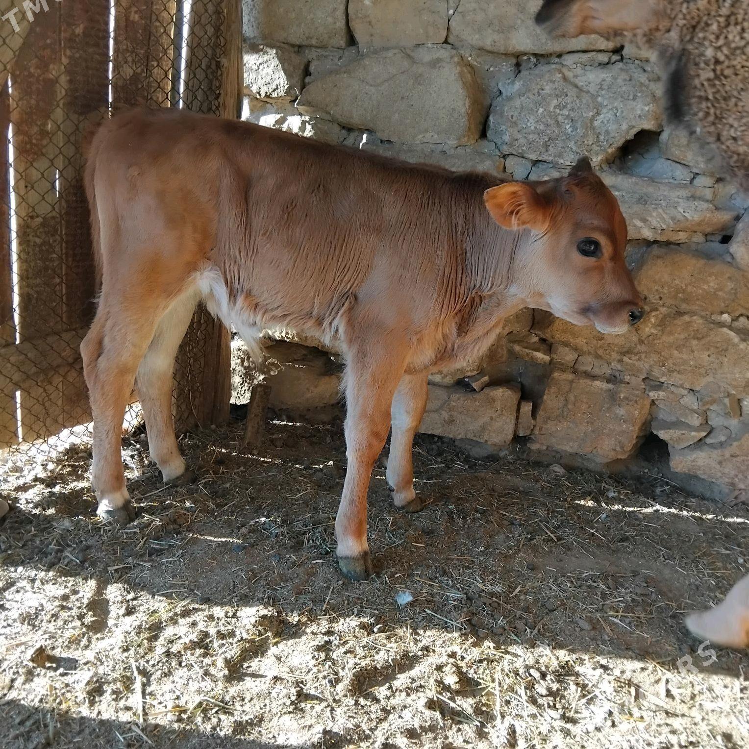 Öküz - Gyzylarbat - img 3