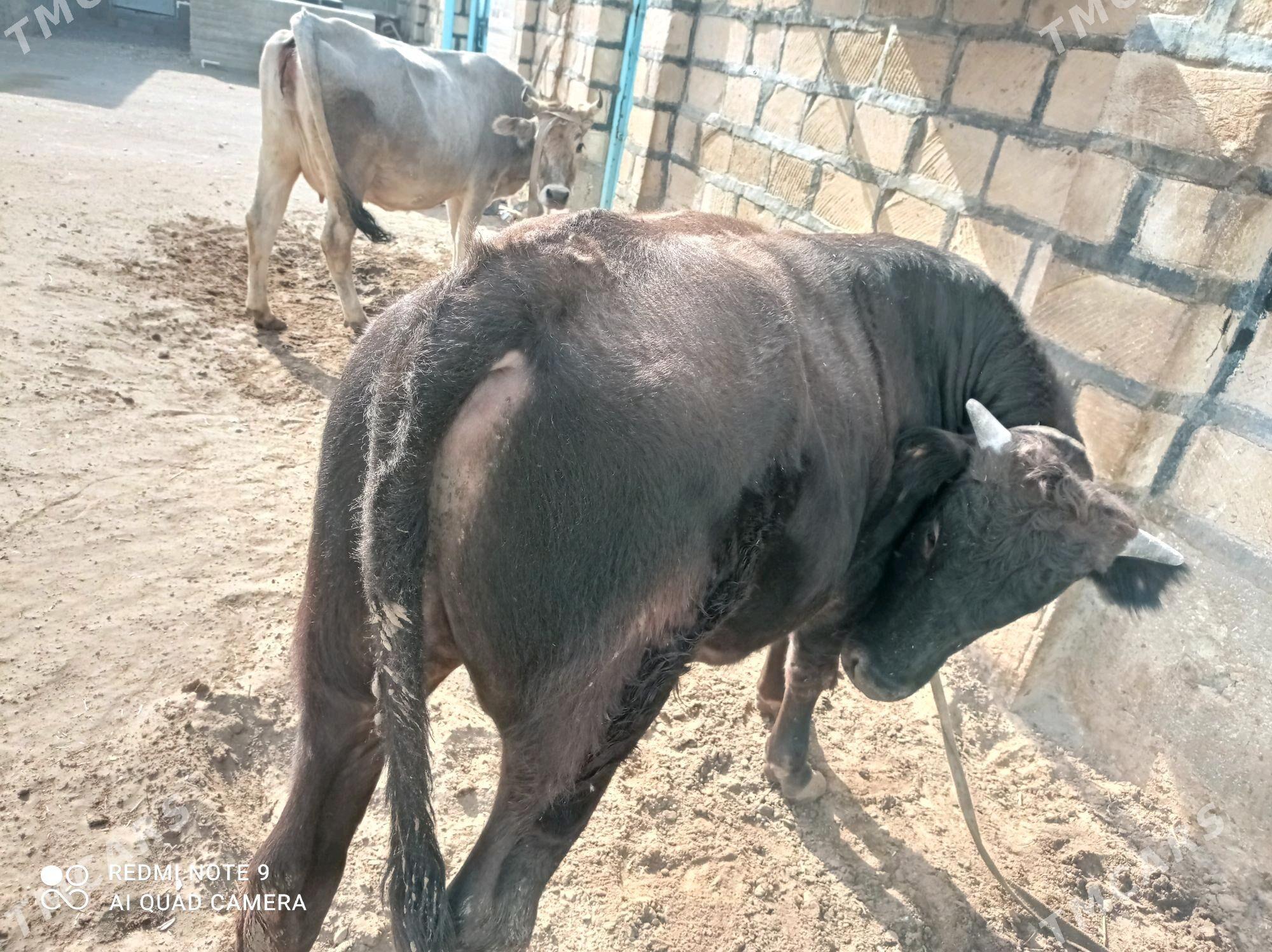 öküz - Gumdag - img 2