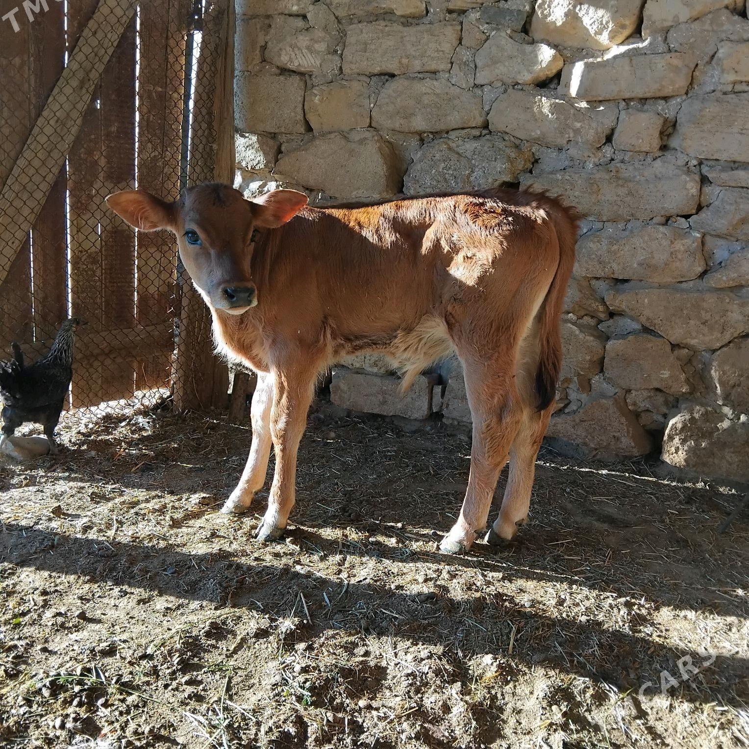 Öküz - Gyzylarbat - img 5