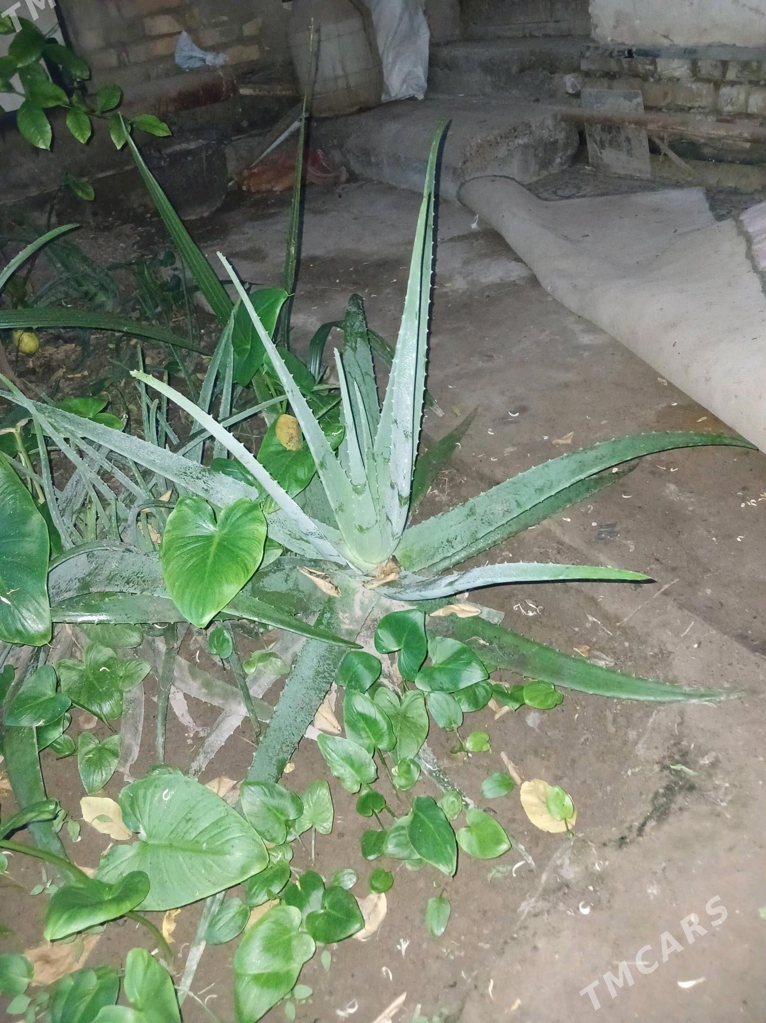 Алоэ - Daşoguz - img 3