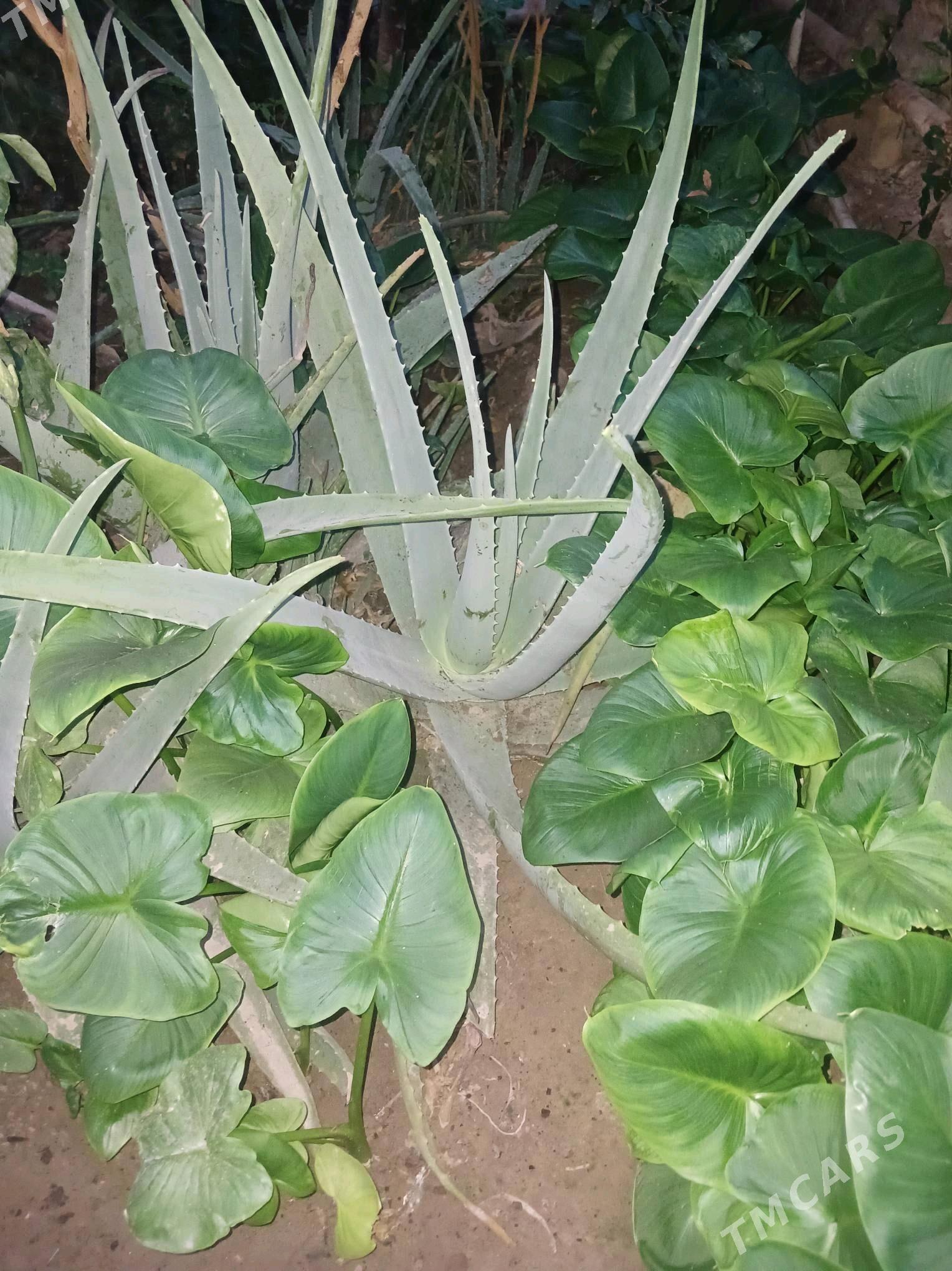 Алоэ - Daşoguz - img 2