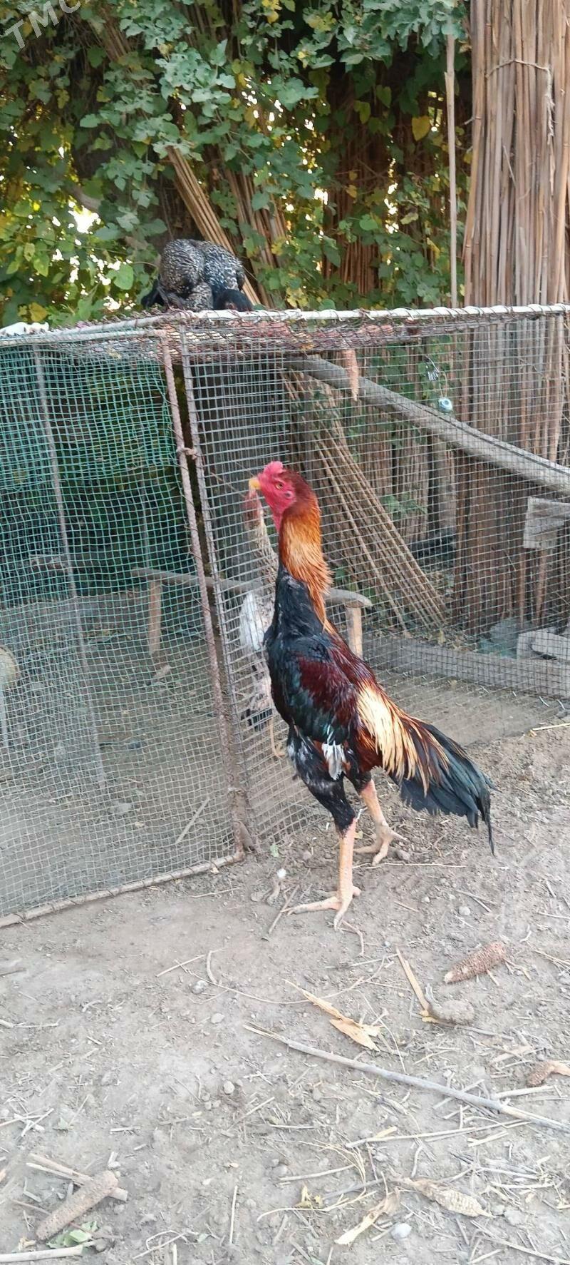 Horaz - Kerki - img 3