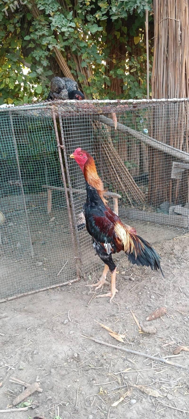 Horaz - Kerki - img 2