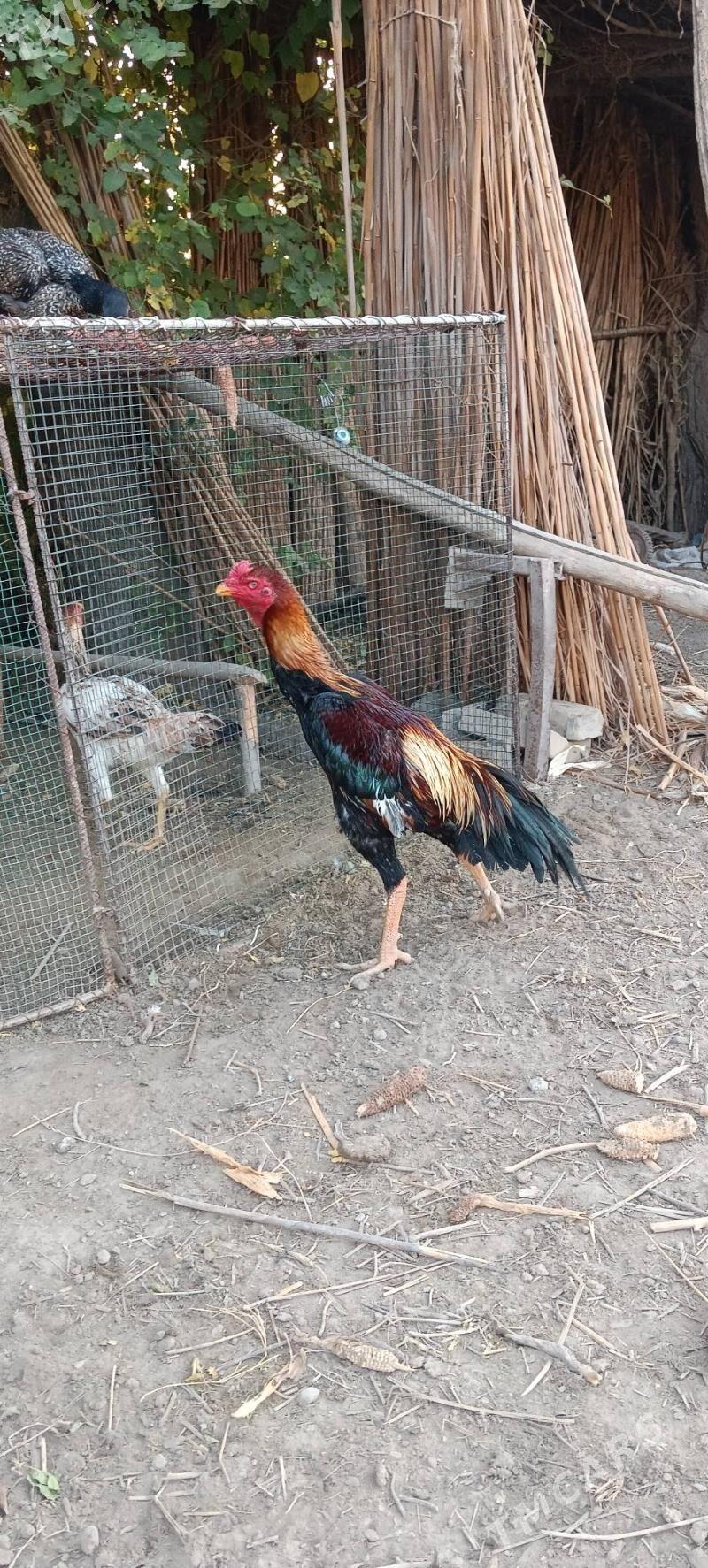 Horaz - Kerki - img 4