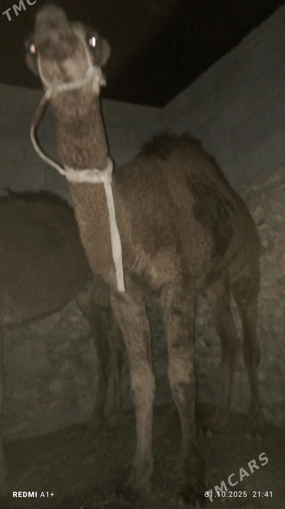 oşyk - Balkanabat - img 3